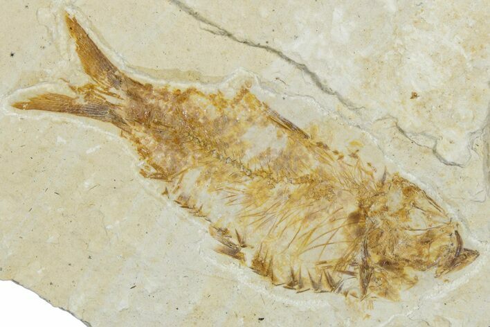 Detailed Fossil Fish (Knightia) - Wyoming #318471